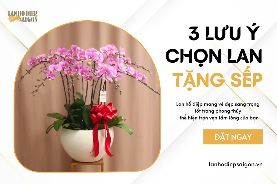 lưu ý chọn lan hồ điệp