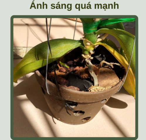 Lan hồ điệp có chịu được nắng không