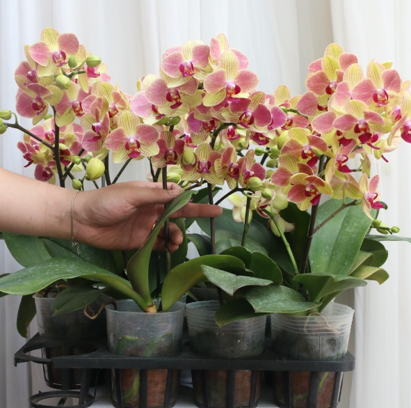 Mách bạn kỹ thuật trong lan hồ điệp ngoài trời