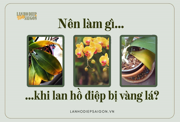 lan hồ điệp sài gòn