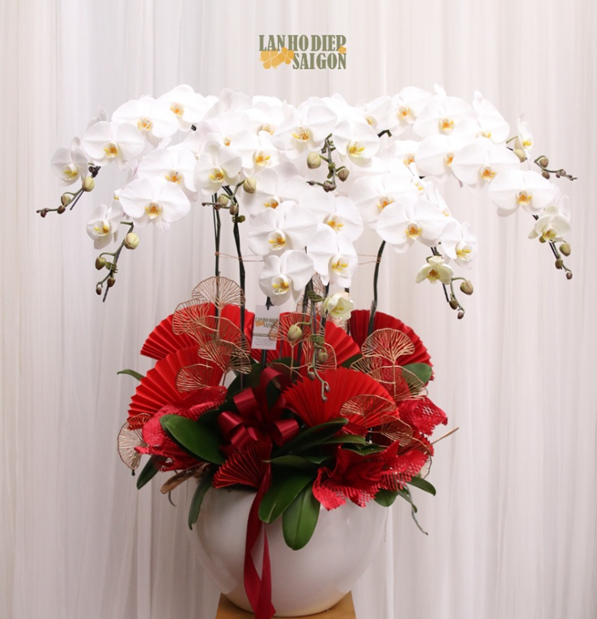 Lan hồ điệp trắng
