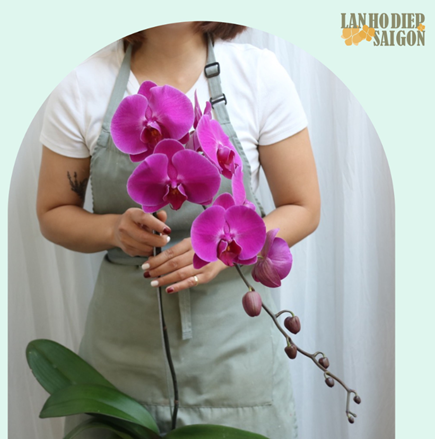 Hoa lan hồ điệp tím có ý nghĩa trong đời sống