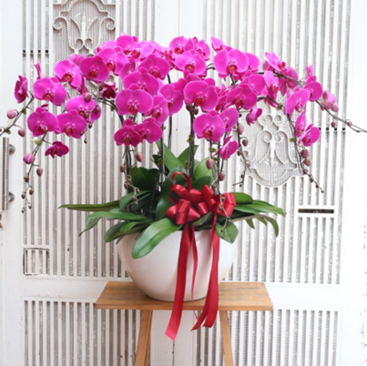 Hoa Lan Hồ Điệp Tím