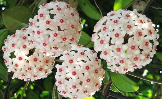 Lan Phi Diệp Tím