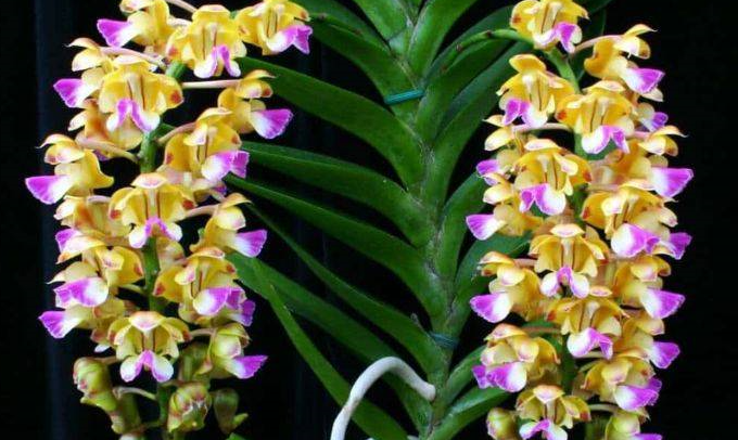 Lan Cattleya