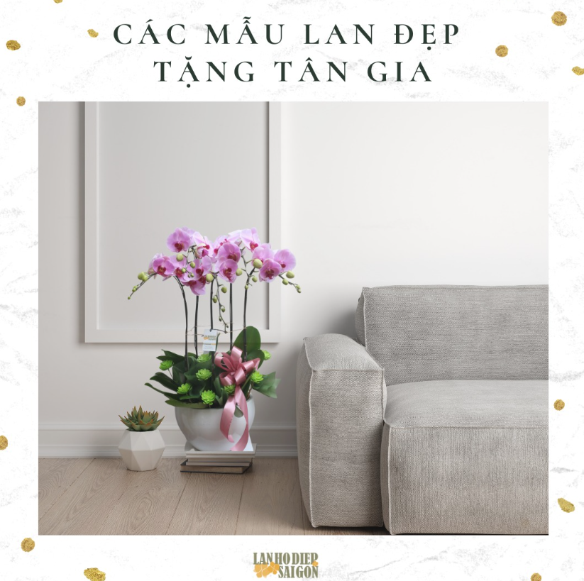 các mẫu lan hồ điệp tặng tân gia