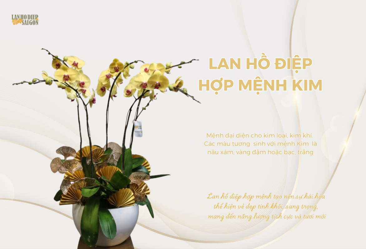 lan hồ điệp hợp mệnh kim