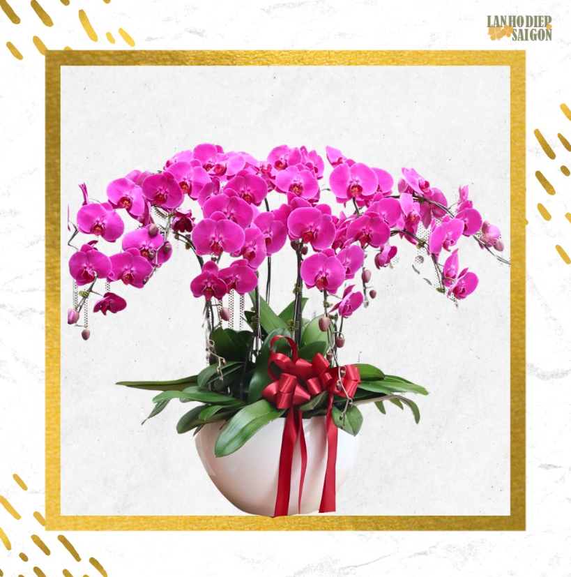 mẫu lan hồ điệp tặng tân gia 2