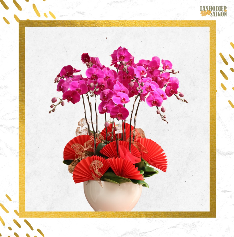 mẫu lan hồ điệp tặng tân gia 6