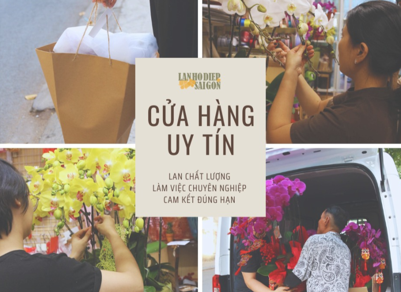 Địa chỉ mua lan hồ điệp tặng mẹ đẹp nhất - Lan Hồ Điệp Sài Gòn